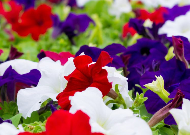 Red, white and purple flowers