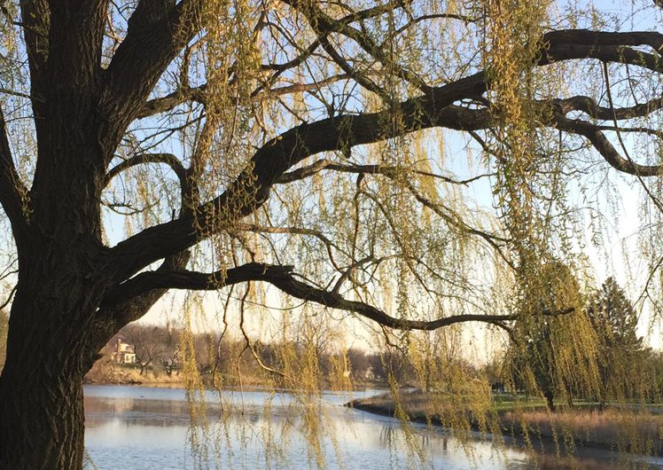 Willow tree by lake