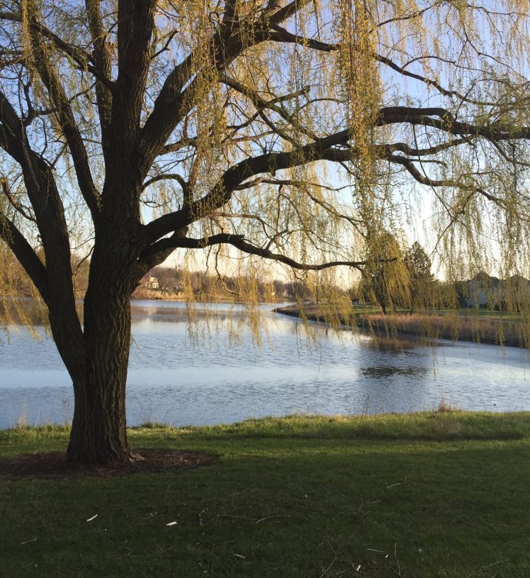 Willow tree next to Fox River