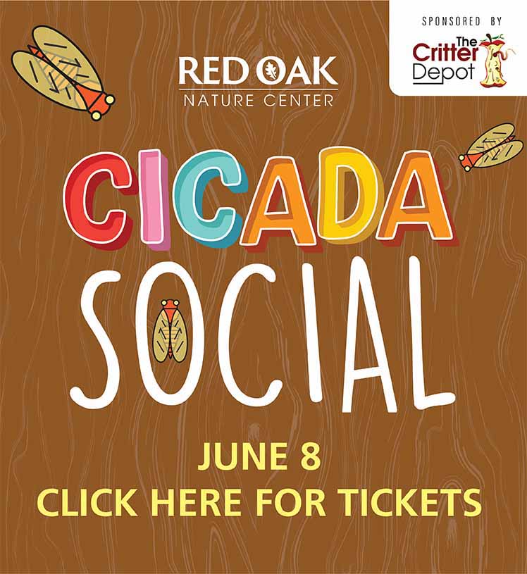 Cicada Social. Red Oak Nature Center. June 8, 6-8 p.m. 3Y & up with adult. Click here for tickets!